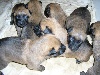  - NOUVELLES VIDEOS DES CHIOTS... 