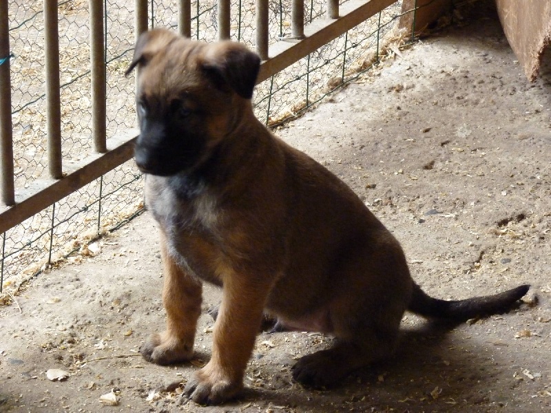 NOUVELLES PHOTOS DES CHIOTS QUI AURONT 7 SEMAINES MARDI 26/10/2010