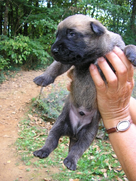 PHOTOS DES CHIOTS DE CORFOU, à deux semaines.